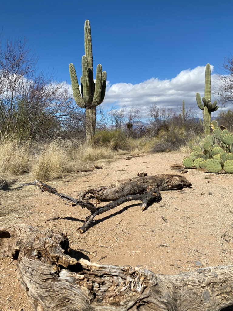 large saguaro cactus