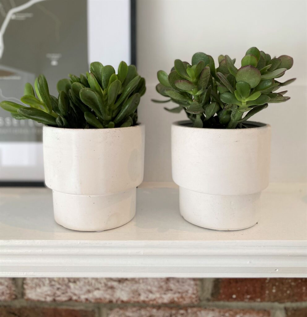two succulents from plants by post