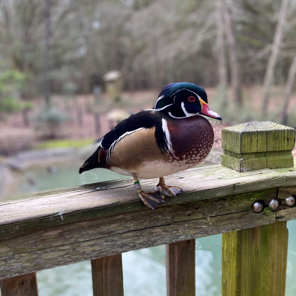 duck at brookgreen gardens south carolina