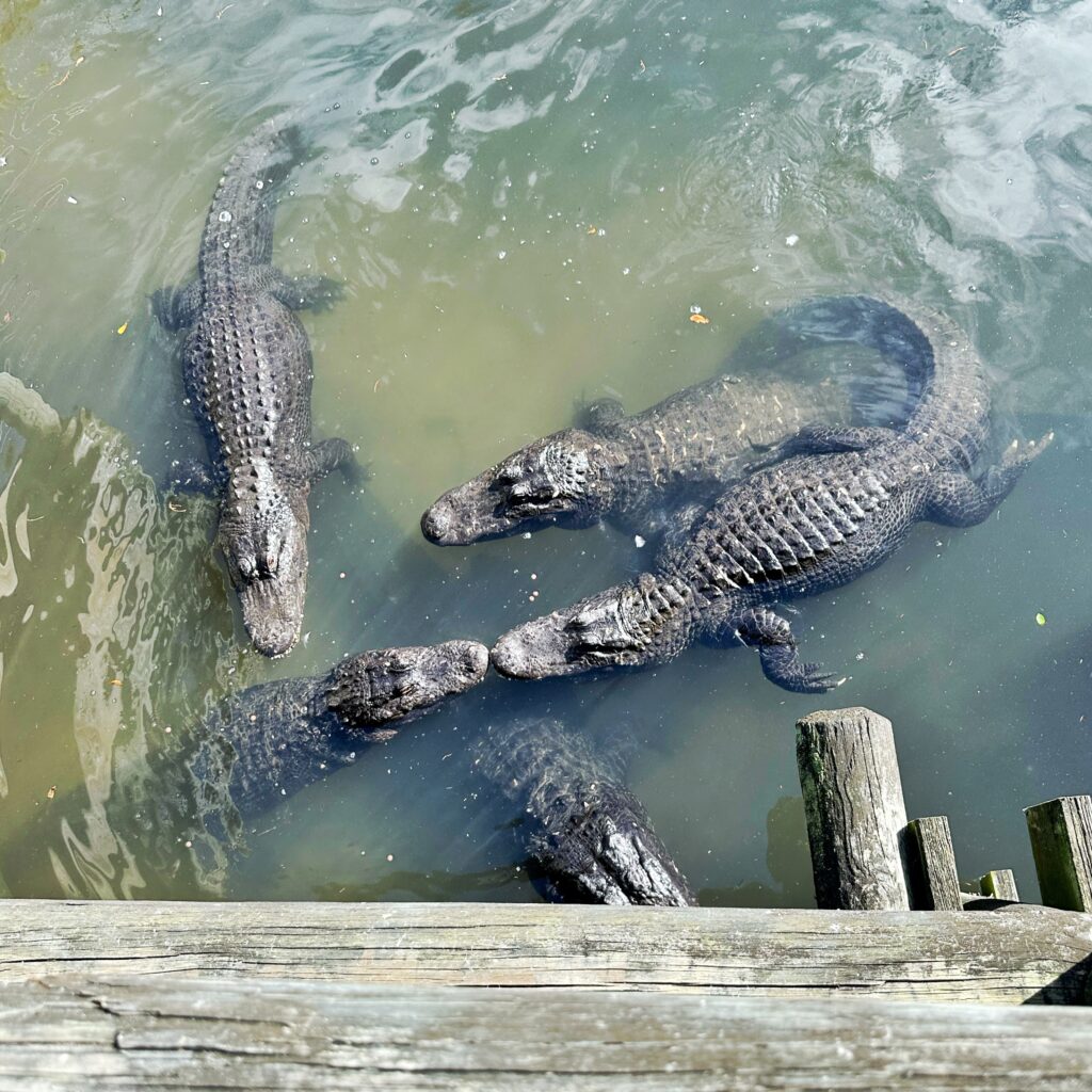alligators gathered in the water  St. Augustine Alligator Farm Zoological Park