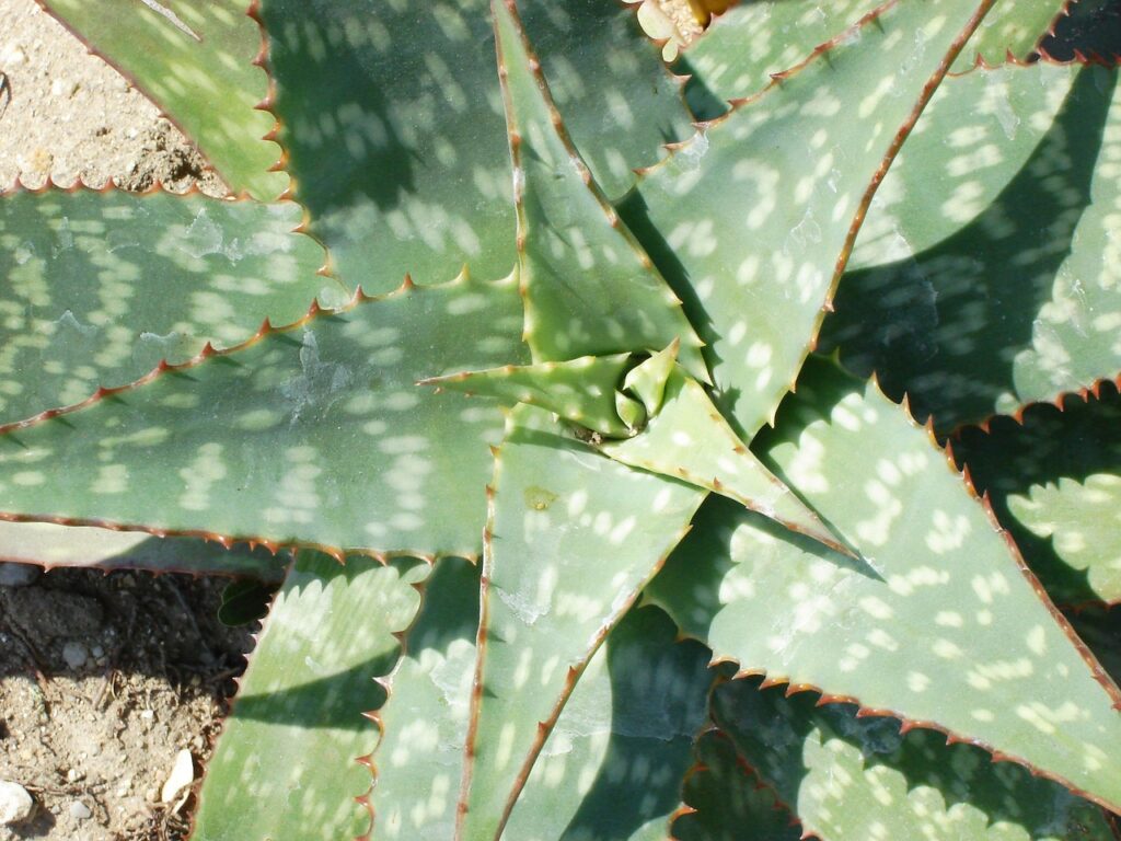 aloe-vera-323552_1280