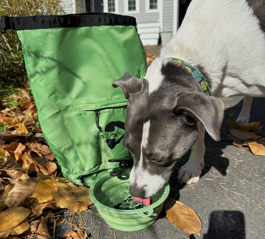 pup2point bag and bowl