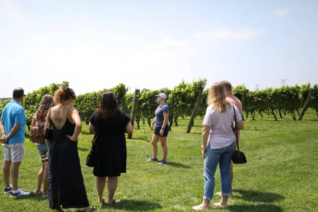 newport vineyards via web