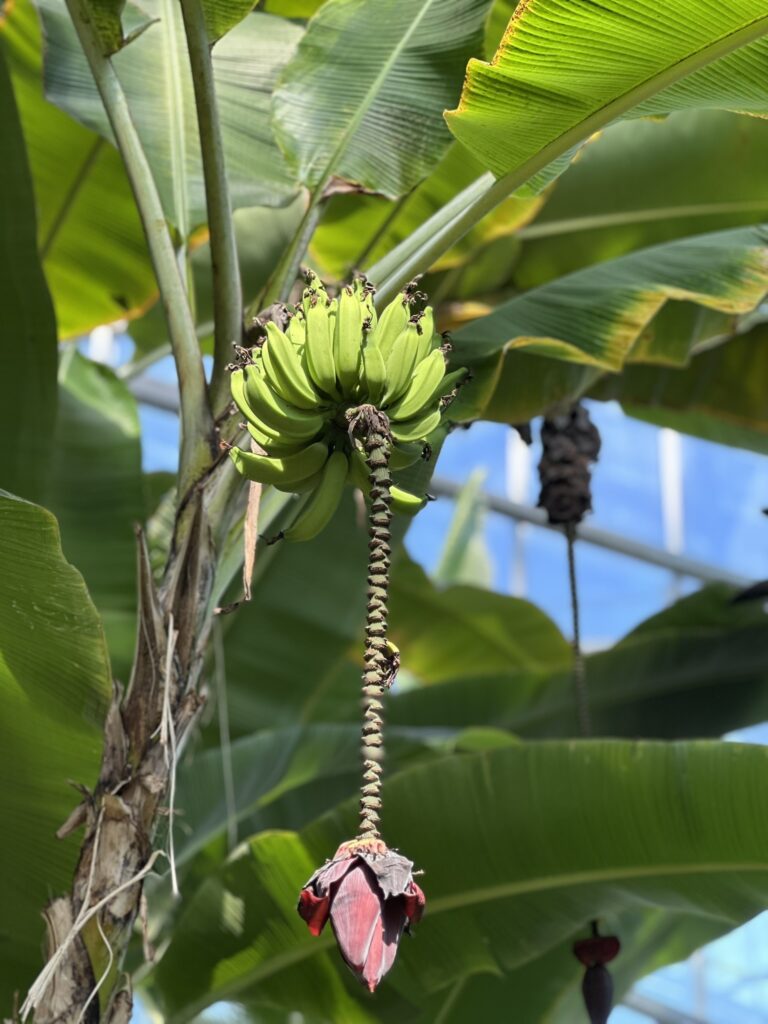 banana tree at meijer gardens