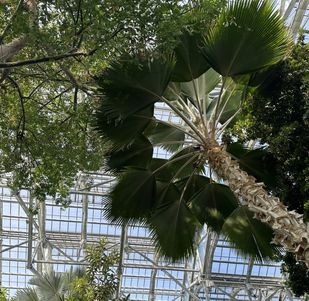 conservatory at Meijer gardens