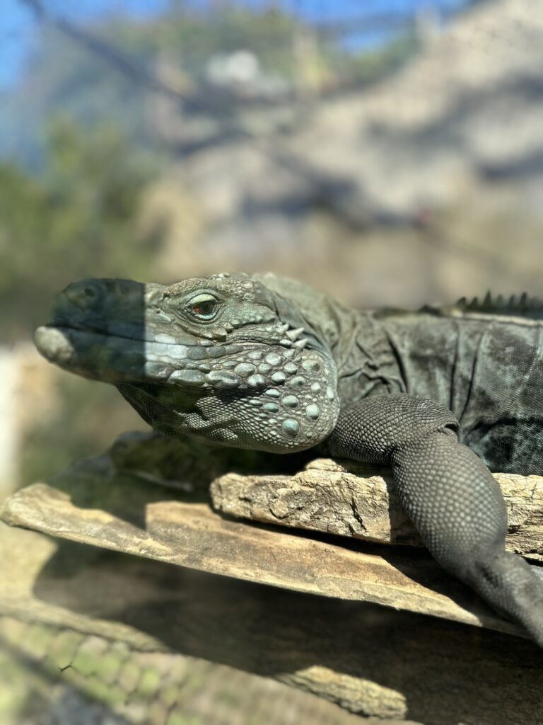 lizard john ball zoo