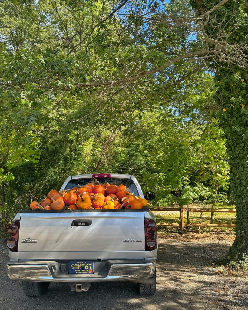 pumpkins in a truck in saugtuck